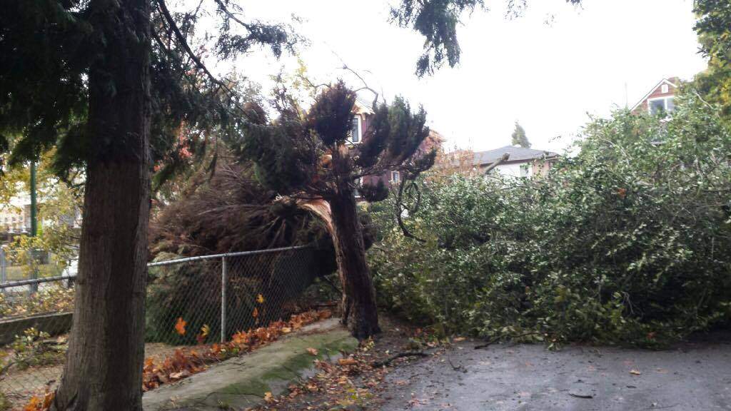 Fallen trees in Southeast Vancouver during a storm on Saturday, Oct. 15, 2016.
