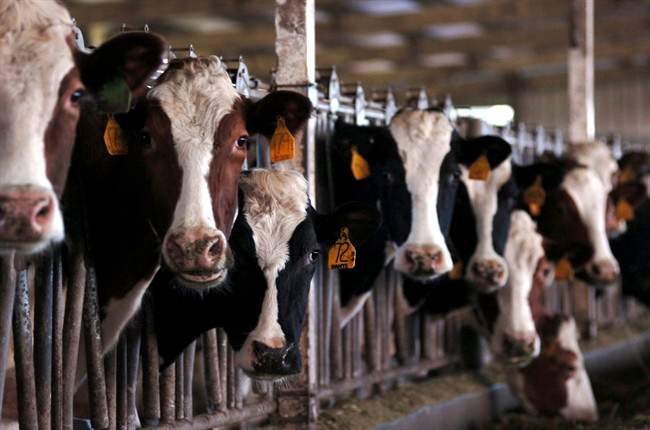 file generic cows