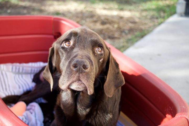 Bruno the Dog