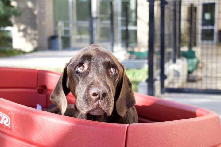 Bruno the Dog