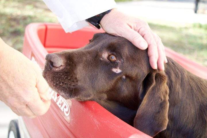 Bruno the Dog