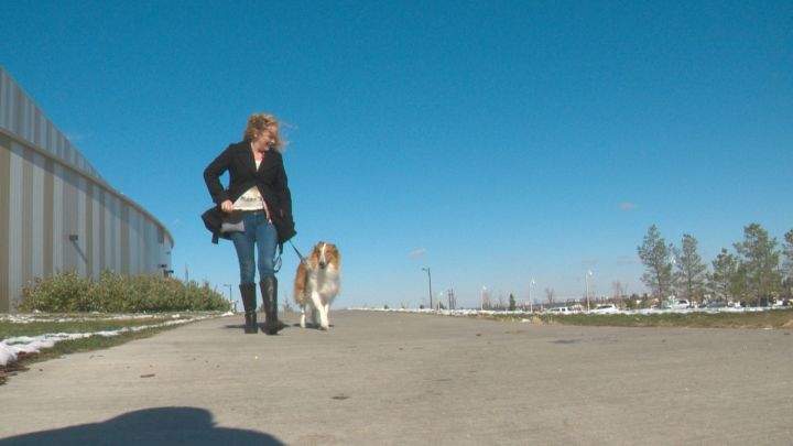Renee Pollon, who trained Zakk and is also Hope Heels’ training coordinator, walks with the service dog on Oct. 11, 2016.