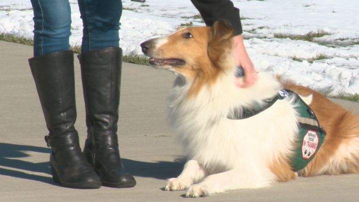 Meet Zakk: Alberta service dog graduates program to help first responders with PTSD - image