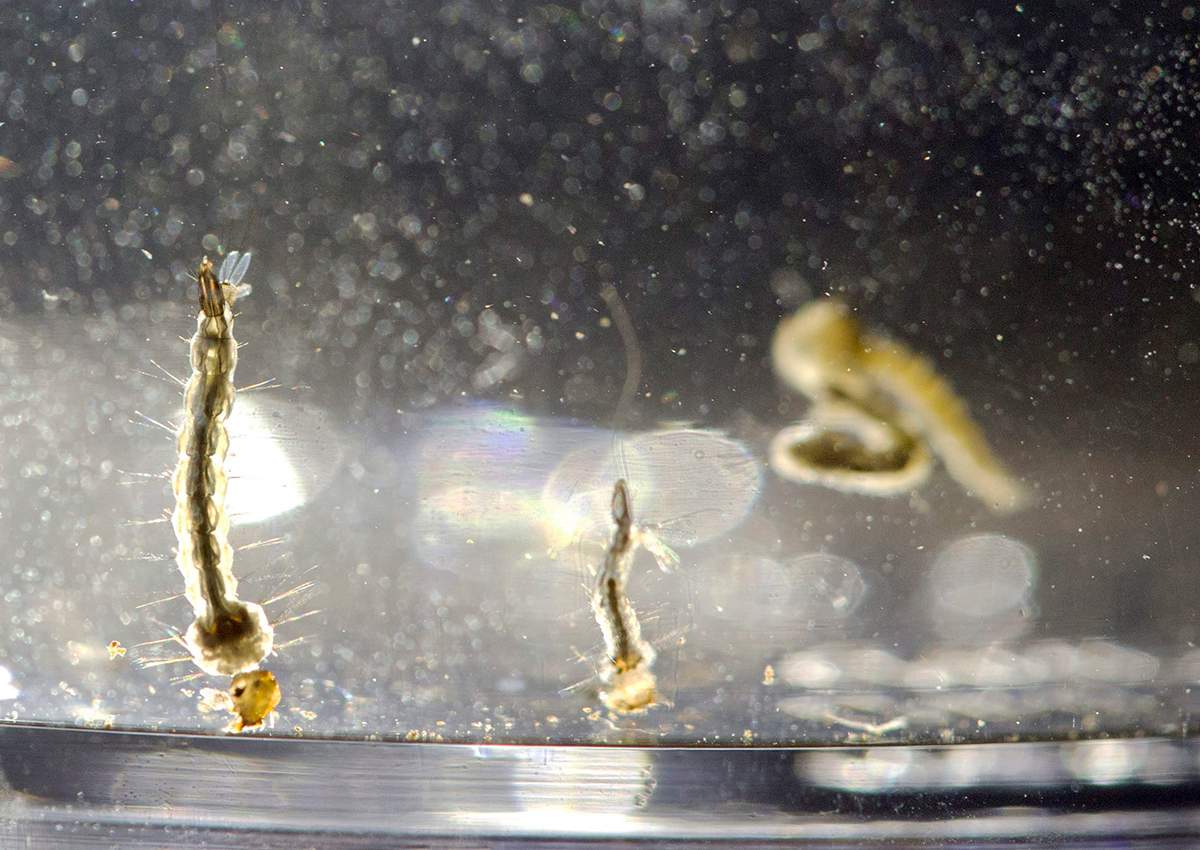  In this Aug. 24, 2016, file photo, Aedes Aegypti mosquito larvae swim in a container at the Florida Mosquito Control District Office in Marathon, Fla. 