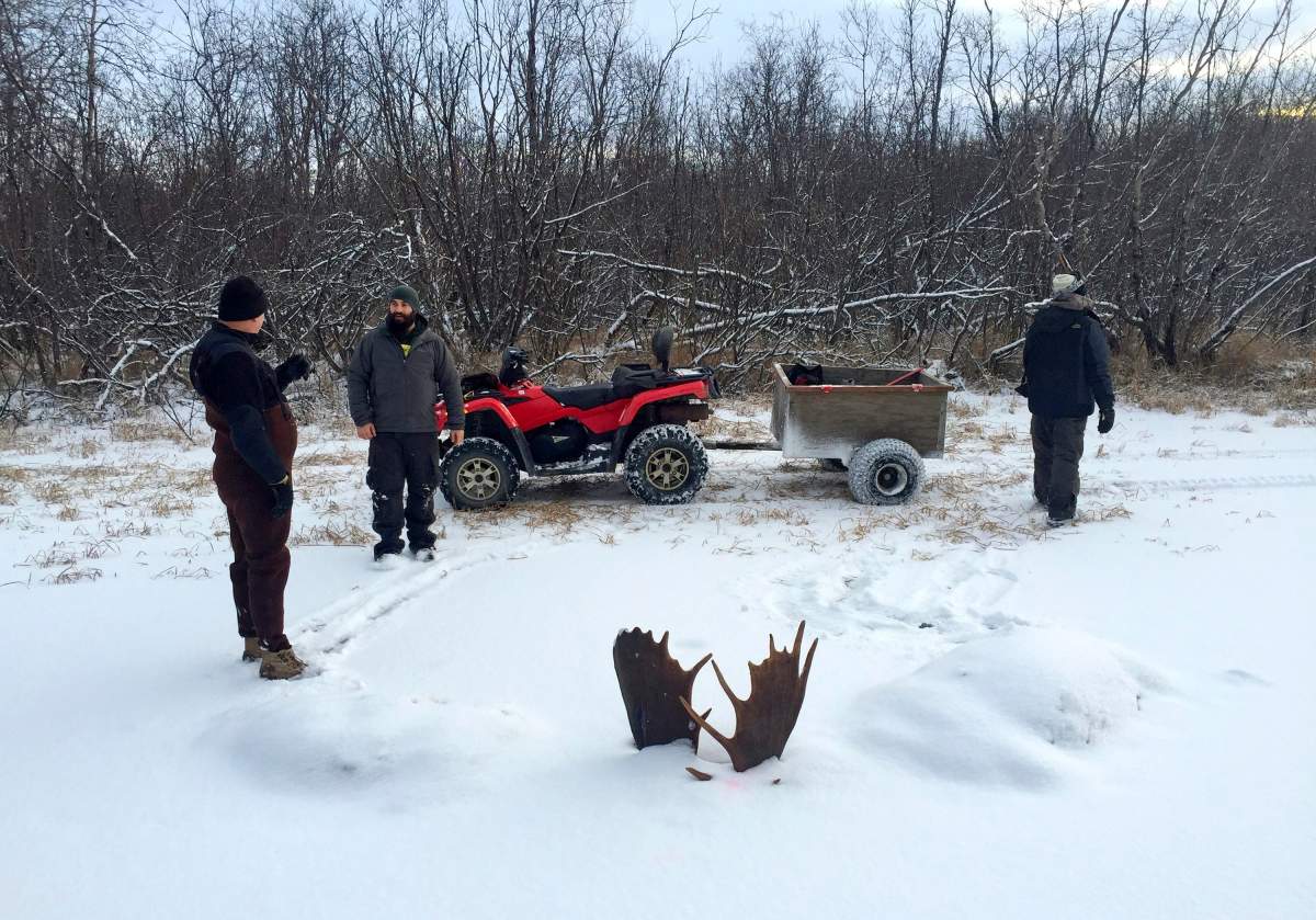 In this Nov. 12, 2016 photo, provided by Jeff Erickson, shows moose antlers after two moose were frozen mid-fight and encased in ice near the remote village of Unalakleet, Alaska, on the state’s western coast. The unusual discovery was made Nov. 2, by a Unalakleet teacher showing a friend around a slough at a bible camp where the teacher is a volunteer camp steward.