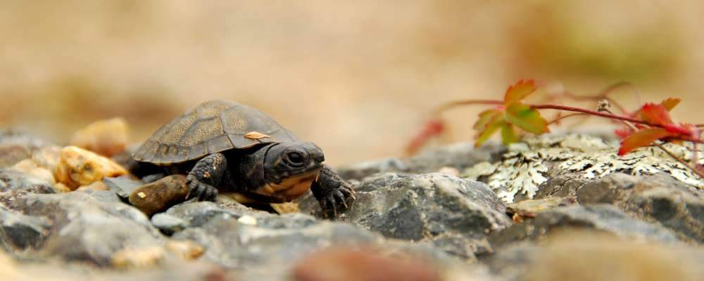A Blanding’s Turtle is seen here.