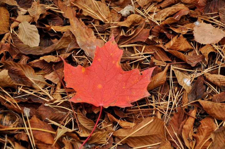 Nov. 9: This Your Saskatchewan photo was taken in Saskatoon by Michelle Vold.