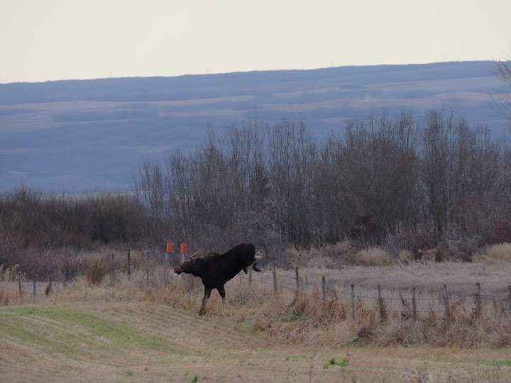 Nov. 16: Bonnie Evanochko took this Your Saskatchewan photo near Maymont.