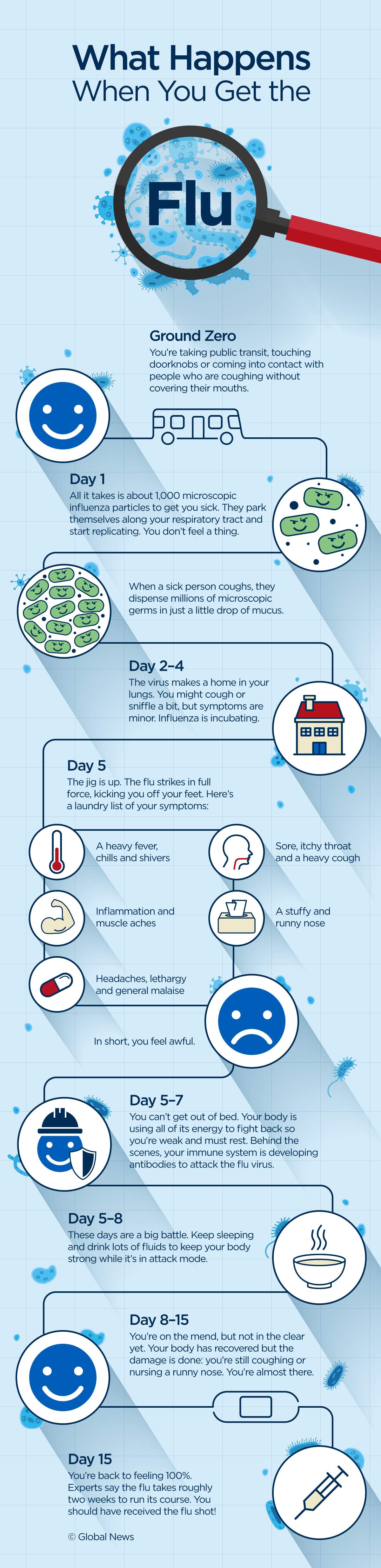 What happens to your body when you get the flu, step by step - image