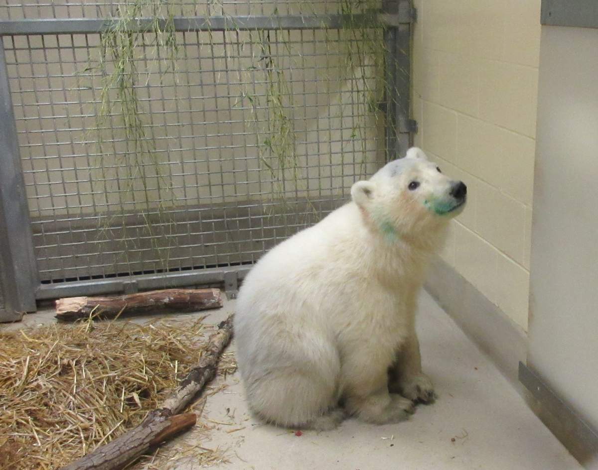 The female cub was found alone in the Churchill area without its mother for some time. Wildlife experts then transferred to the Assiniboine Park Zoo for care.