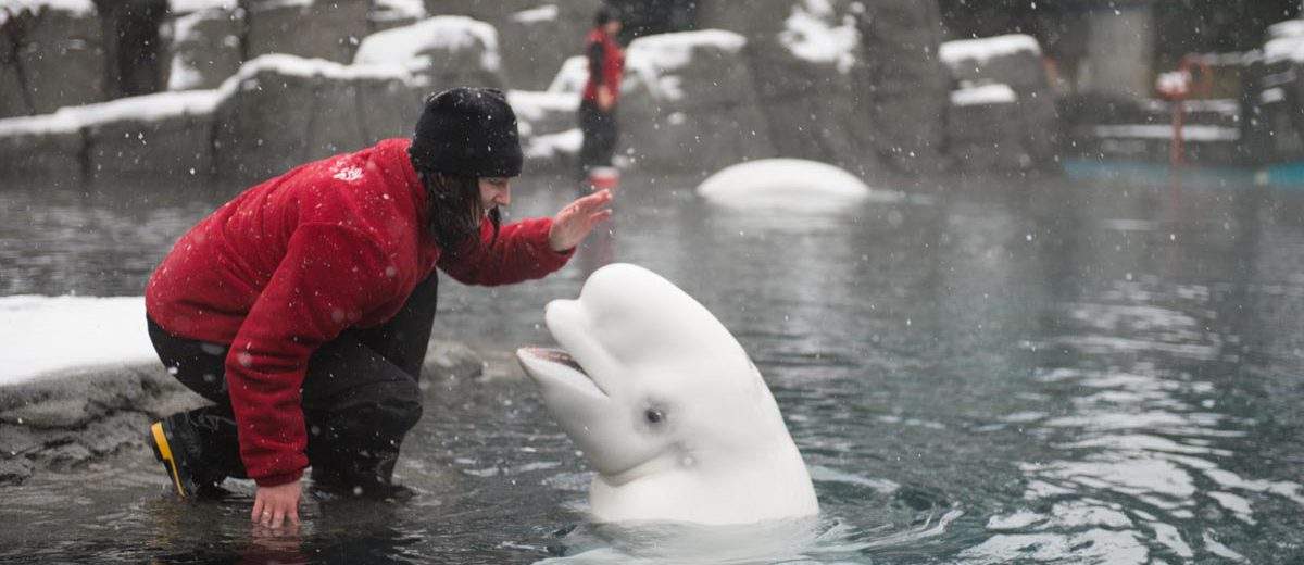 Aurora at the Vancouver Aquarium during a snow day.