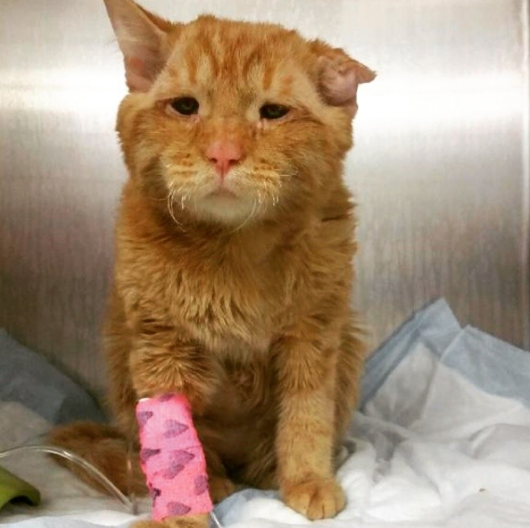 BenBen, the ‘saddest cat on the Internet’, now raising money to help animals in need - image