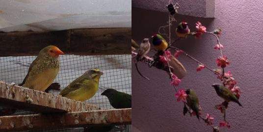 Police are investigating after 34 exotic birds, some of which are pictured above, were allegedly stolen from a Hamilton home.