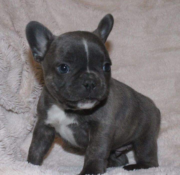 A Cochrane breeder said this puppy was stolen from her home Sunday night.