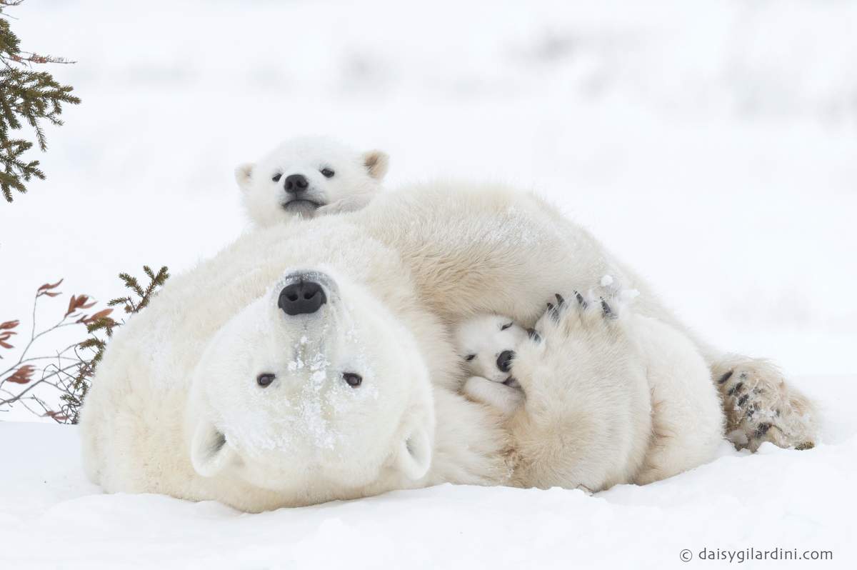 Polar bear mother with cubs in Wapusk National Park, Manitoba, Canada.