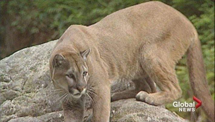 RCMP shot and killed a cougar in Rocky Mountain House after it climbed a tree near an elementary school.