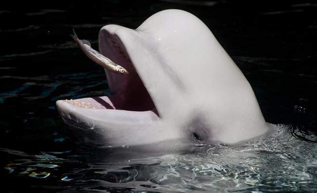 Aurora catches a fish thrown by a trainer while being fed at the Vancouver Aquarium in Vancouver, B.C., in a June 25, 2014, file photo. 