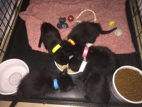 Five kittens that were orphaned by the cat cull in Lorette, Man. according to Craig Street Cats.