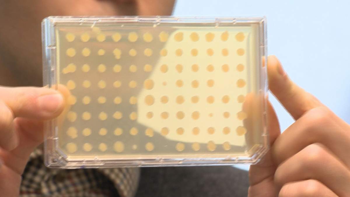 Dr. Viktor Deineka, research associate at the University of Regina shows off E. coli genes used in the research process.