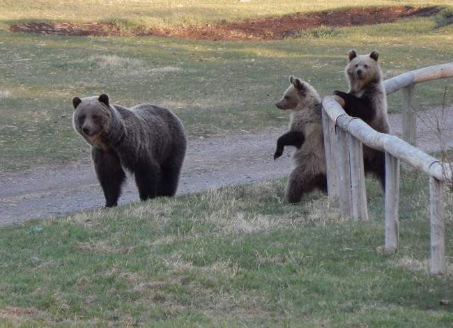 A grizzly bear and her cubs are shown in a handout photo. When it comes to bad behaviour in grizzly bears, new research blames the moms.A University of Alberta study suggests that cubs who have watched their mothers come into conflict with people are more likely to do so as well.