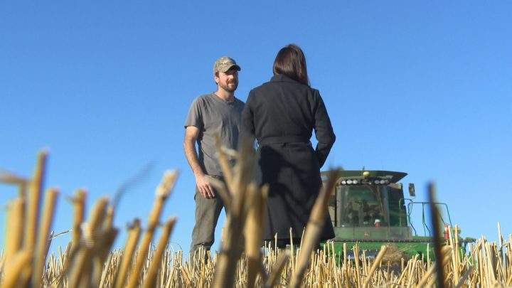 Warm spell renews harvest hopes for Saskatchewan farmers - image