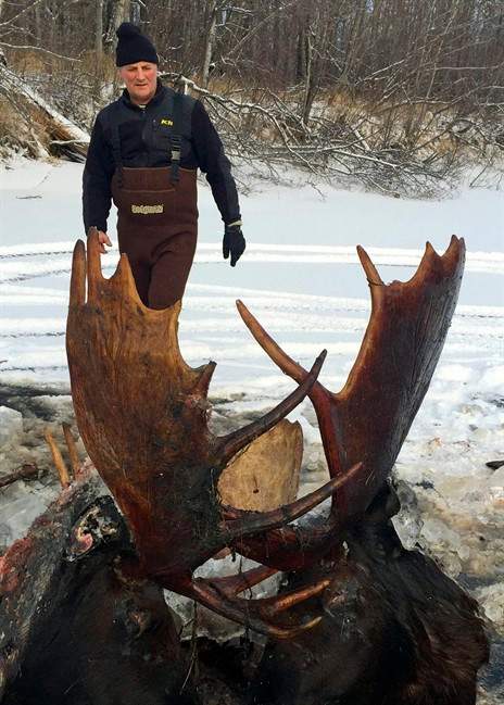 This Nov. 12, 2016 photo, provided by Jeff Erickson shows two moose frozen mid-fight and encased in ice near the remote village of Unalakleet, Alaska, on the state's western coast. Two moose were recently discovered. The unusual discovery was made Nov. 2, by a Unalakleet teacher showing a friend around a slough at a bible camp where the teacher is a volunteer camp steward.