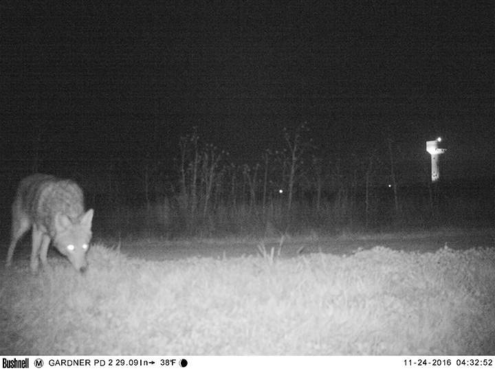 Police set up wildlife cameras to capture mountain lion, record humans acting strangely instead - image
