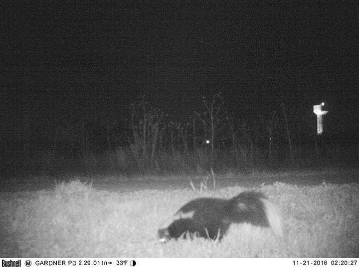 Police set up wildlife cameras to capture mountain lion, record humans acting strangely instead - image