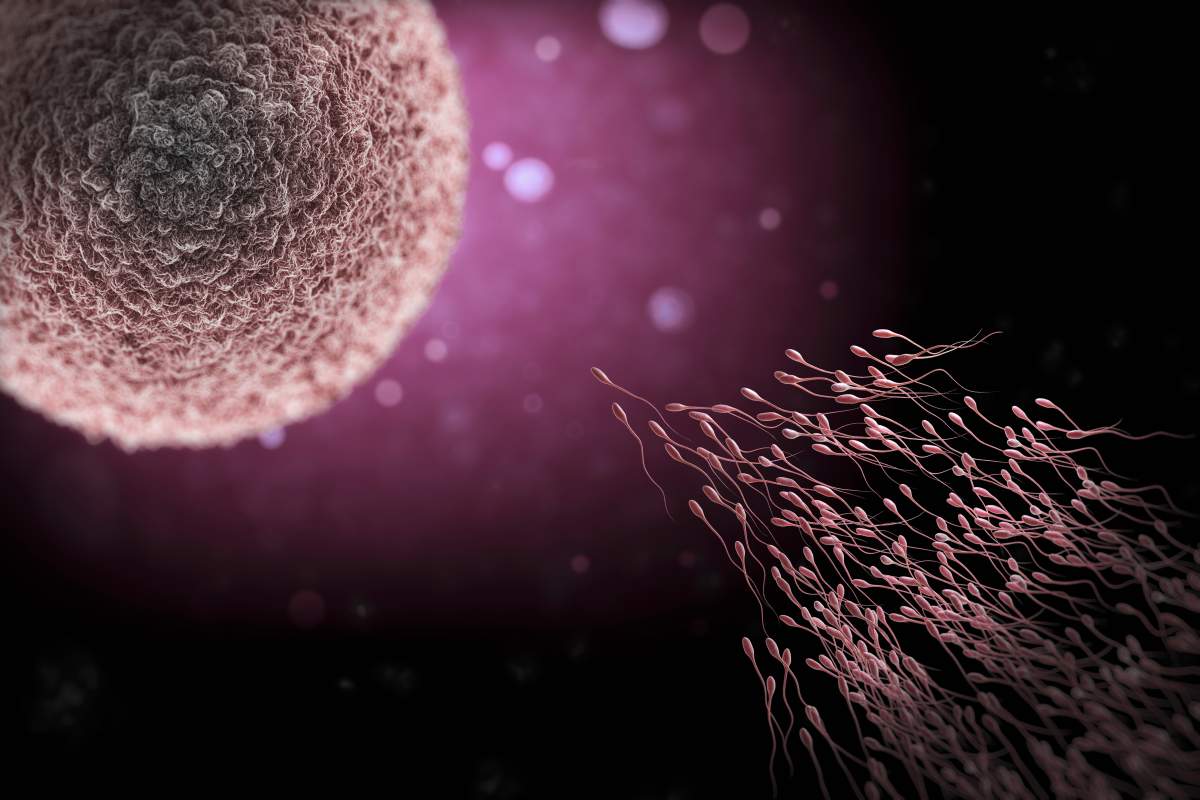Human sperm swimming in the fallopian tube approaching an ovum prior to fertilization.