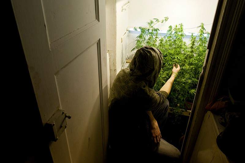 A man tends marijuana plants at a home in Germany in this file image. 