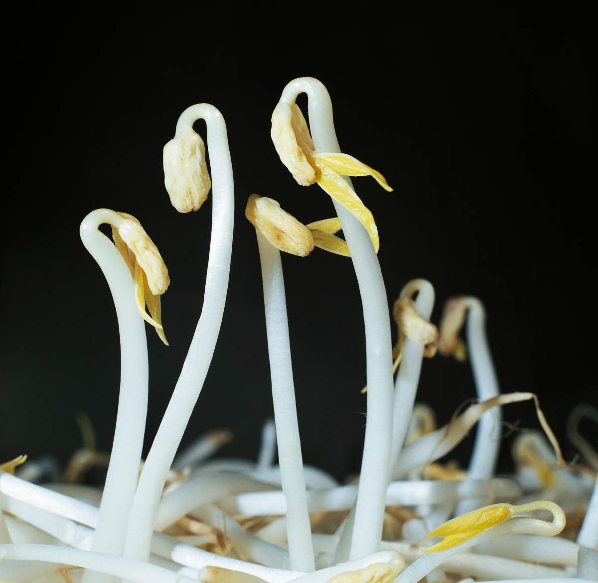 In a new report, the U.S. Food and Drug Administration said that contaminated sprouts have caused serious food poisoning outbreaks over the past two decades.