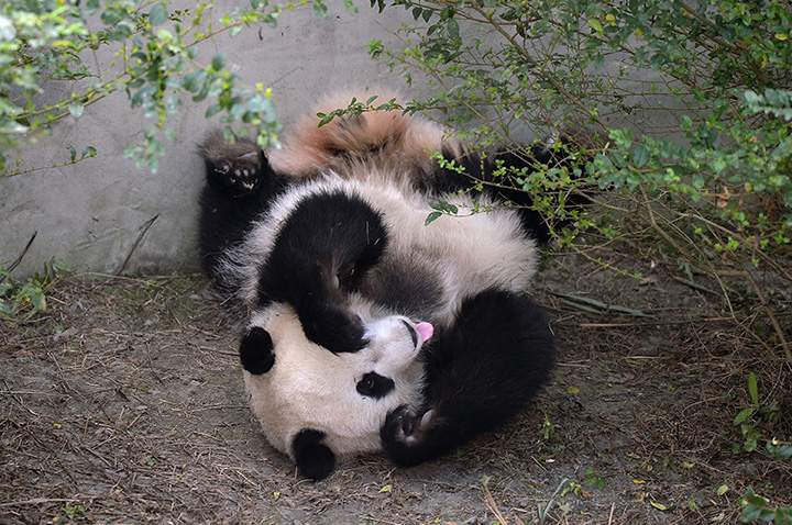 Giant panda Mei Huan lies on the ground at Chengdu Research Base of Giant Panda Breeding on November 16, 2016 in Chengdu, Sichuan Province of China.