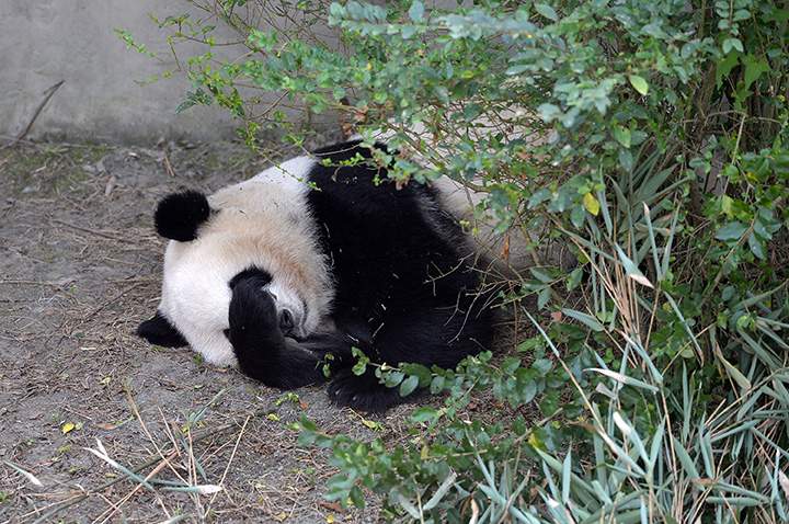 Giant panda Mei Lun sleeps at Chengdu Research Base of Giant Panda Breeding on November 16, 2016 in Chengdu, Sichuan Province of China.
