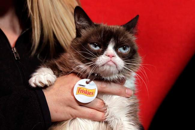 In this Nov. 14, 2016 photo, Grumpy Cat poses for photos in New York. 