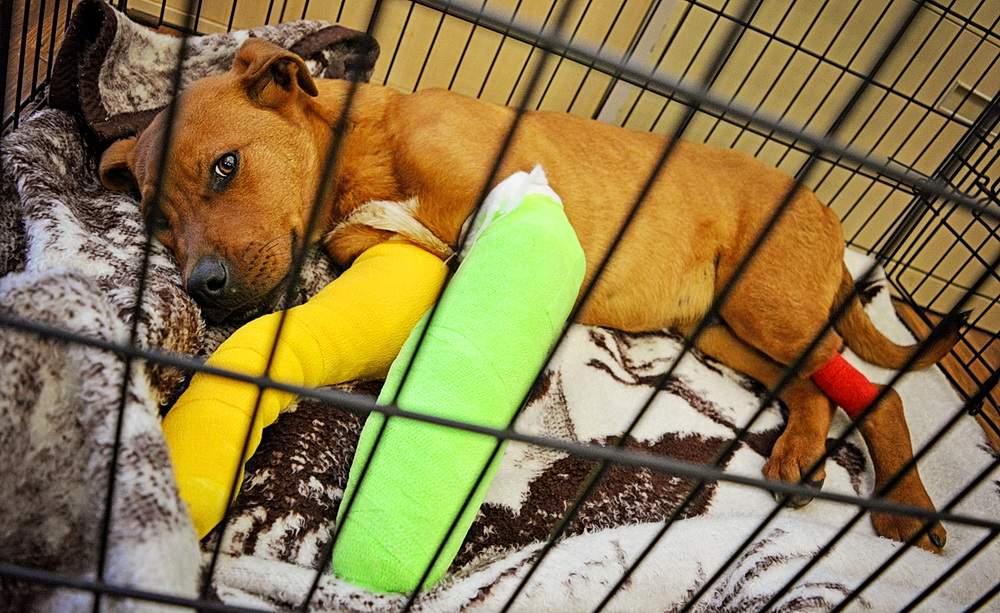Panzer, a four-month-old puppy found seriously injured in rural Alberta on Oct. 28, 2016.