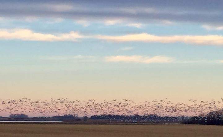 Nov. 6: This Your Saskatchewan photo was taken by Michael Holmes in Aberdeen.