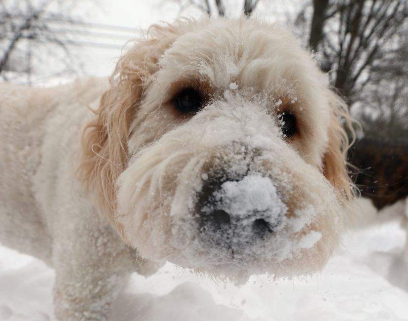 A golden poodle stands with snow in its nose on January 27, 2015 in Old Bethpage, New York. 