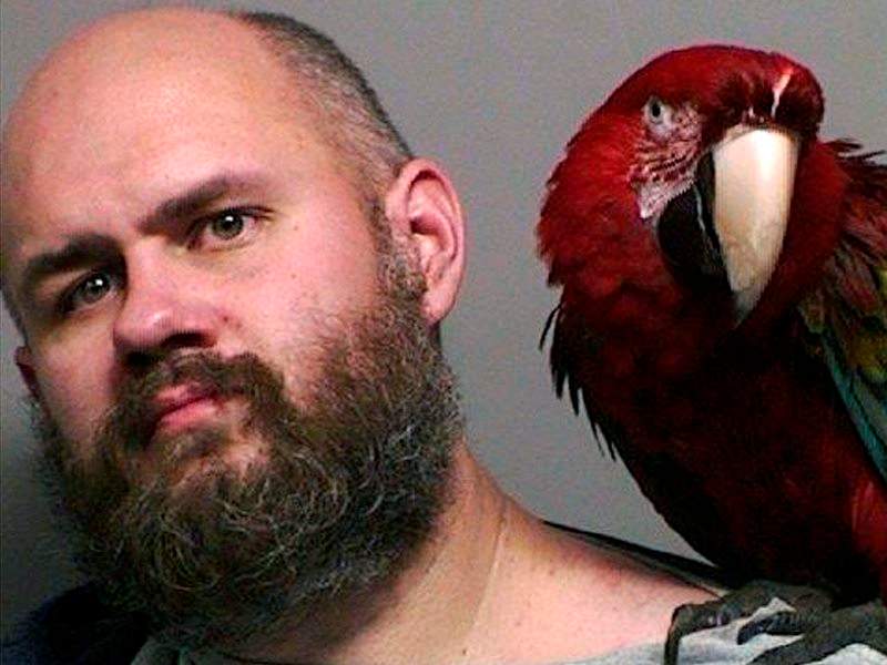 This booking photo provided by the Washington County Sheriff's office taken in Hillsboro, Ore., Thursday, Dec. 1, 2016, shows Craig Buckner with his macaw, named "Bird." The 4-year-old macaw became an instant celebrity after appearing in the booking mug shot with his unfortunate owner. 
