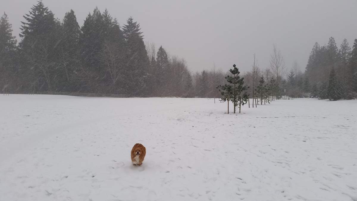 PHOTOS: Dogs of Metro Vancouver frolicked in Friday’s snow storm - image