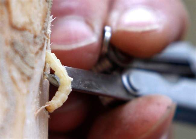 In this Oct. 26, 2011 file photo, an emerald ash borer larvae is removed from an ash tree in Saugerties, N.Y.