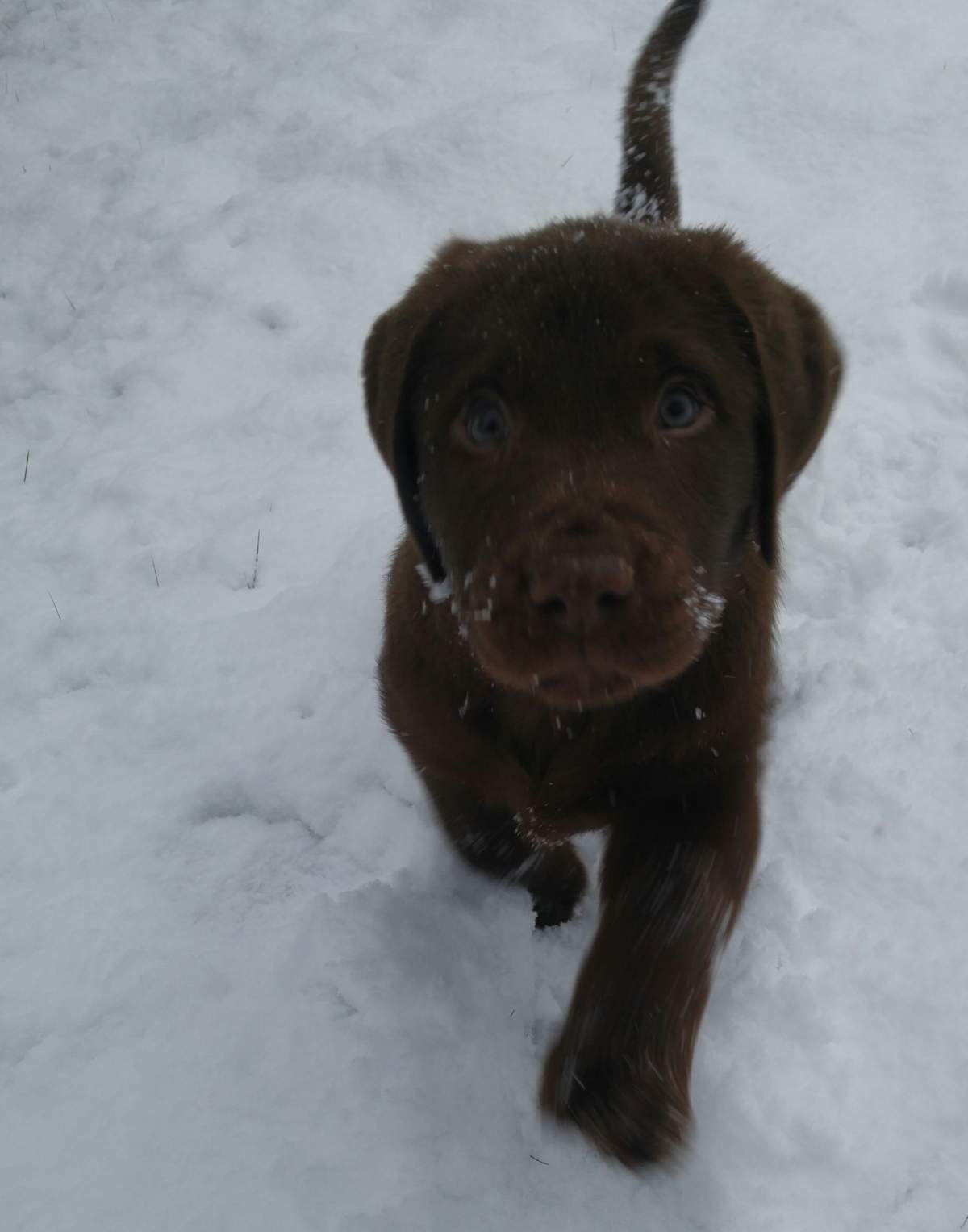 PHOTOS: Dogs of Metro Vancouver frolicked in Friday’s snow storm - image