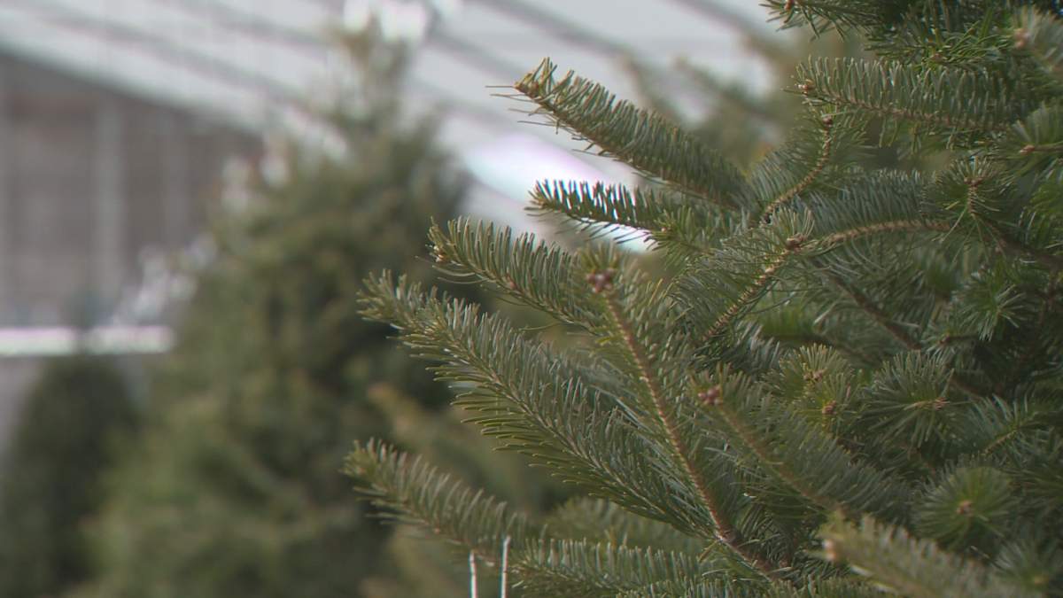 Close up of Christmas tree.