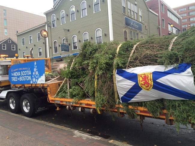 A transport truck heads from downtown Halifax with a Christmas tree bound for Boston on Wednesday, Nov. 16, 2016.