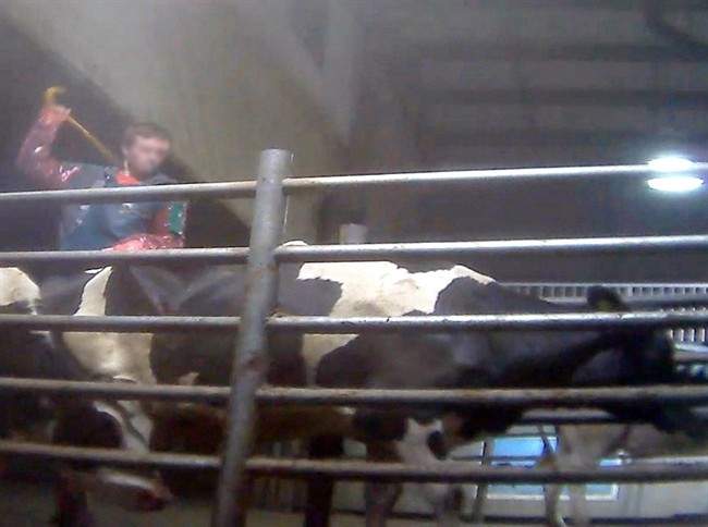 A Chilliwack cattle worker is shown hitting a cow in this undated screenshot handout taken from video. Twenty charges were laid against Chilliwack Cattle Sales Ltd. and seven workers.