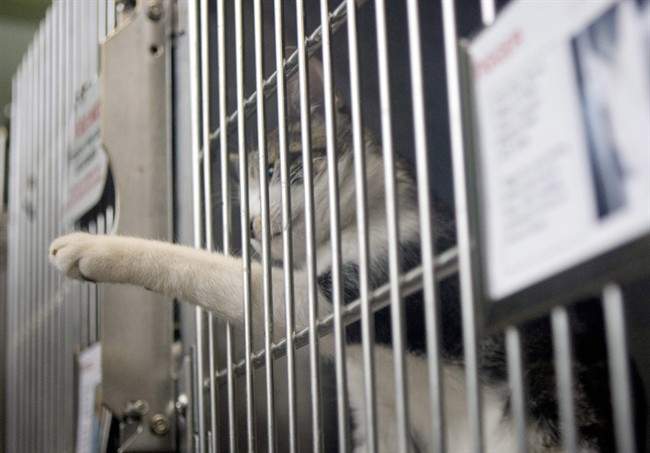 The Ontario Society for Prevention of Cruelty to Animals says animal welfare groups in Kenora, Ont., took 50 cats from a shelter in the northern city and drove them to Wawa, Ont., where they were met by a team from the Welland and District Humane Society.