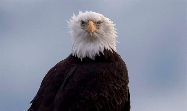 A bald eagle is seen along the Harrison River in Harrison Mills, B.C. Wednesday, Nov. 23, 2016. A wildlife rehabilitation group is sounding the alarm amid a steep increase in electrocuted eagles in Metro Vancouver.