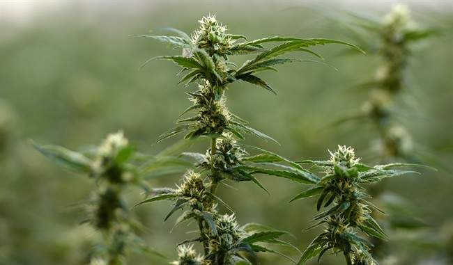How will marijuana will be packaged for sale in Canada?.