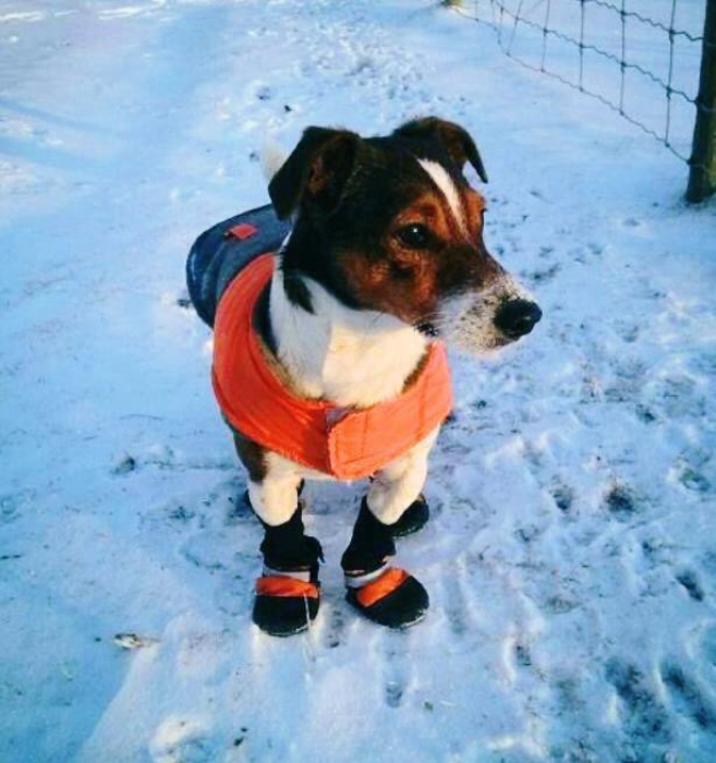 PHOTOS: Dogs of Metro Vancouver frolicked in Friday’s snow storm - image