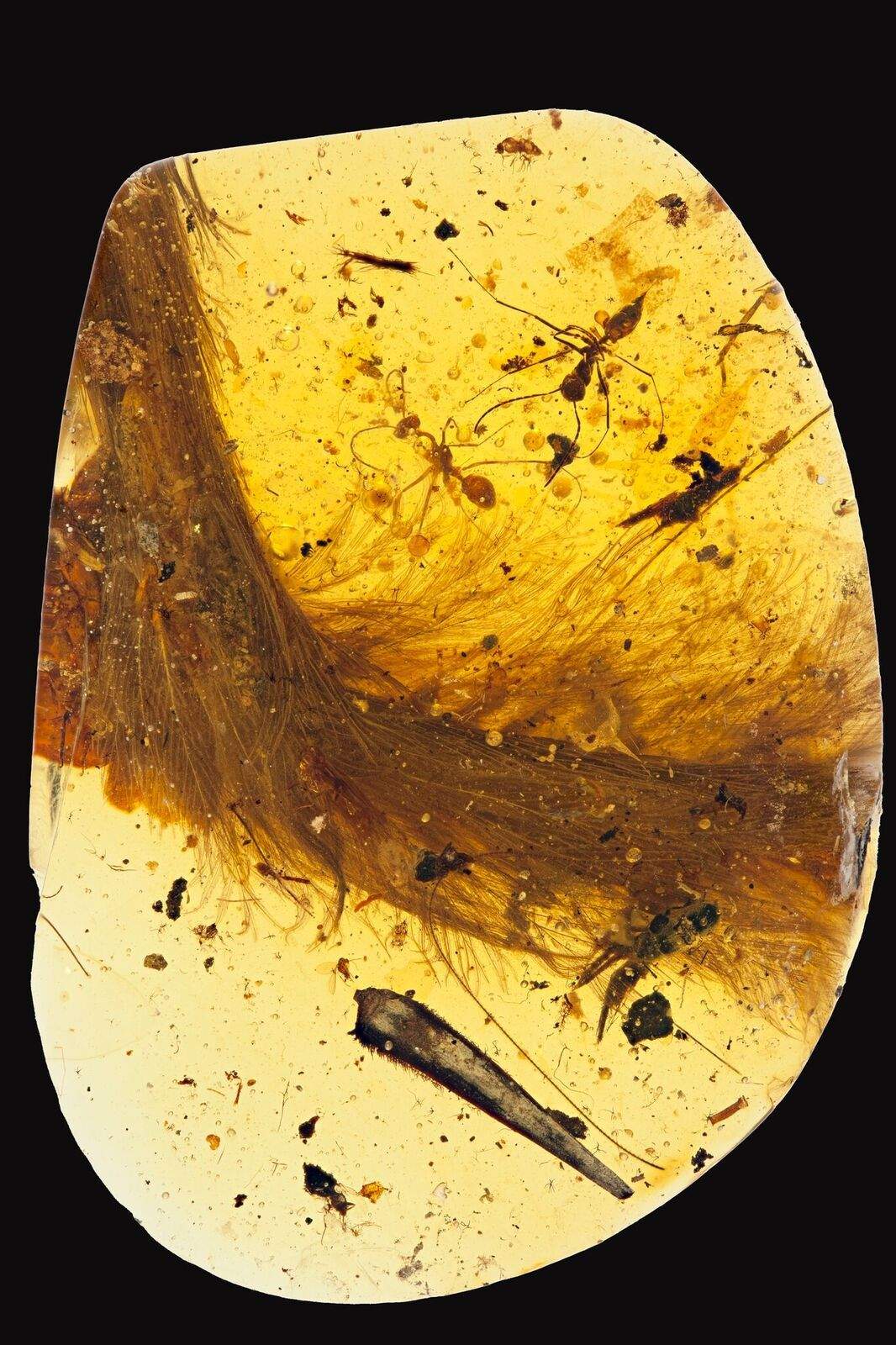 A team of researchers that included University of Alberta paleontologists have made a dinosaur discovery, Thursday, Dec. 8, 2016. 