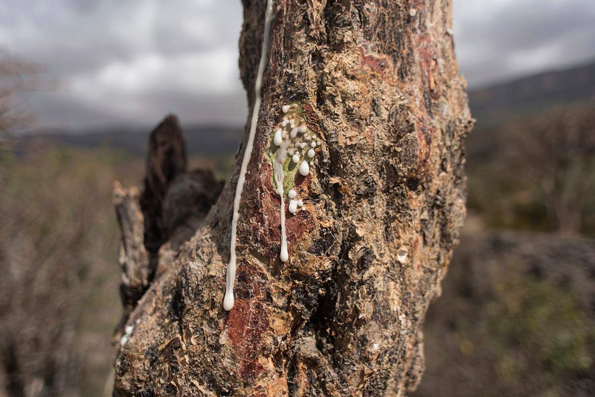 In this Thursday, Aug. 4, 2016 photo, sap runs out of a frankincense tree near Mader Moge, Somaliland, a breakaway region of Somalia. 